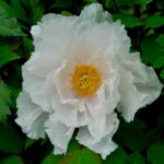 White tree peony